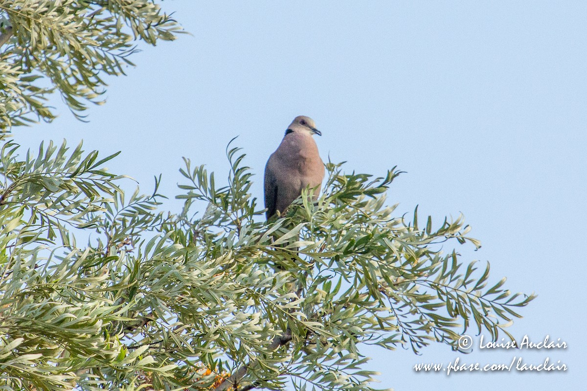 Red-eyed Dove - ML191915721