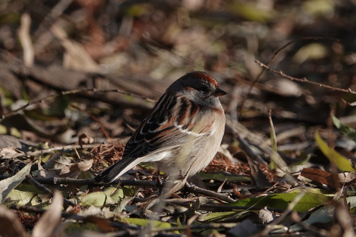 American Tree Sparrow - ML191916421