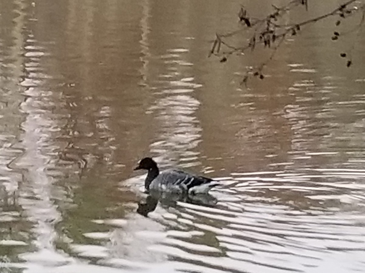 Brant - ML191916811