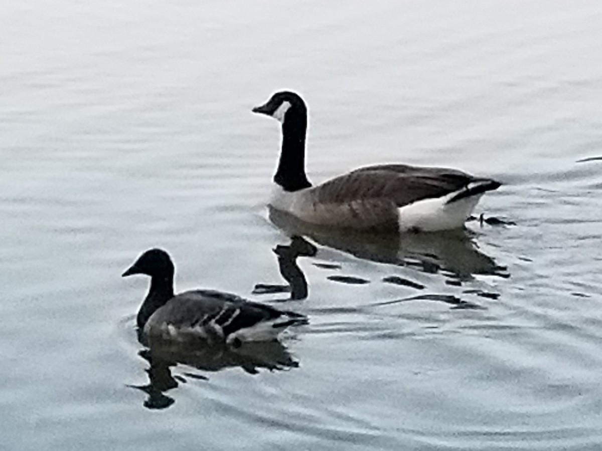 Brant - ML191916921
