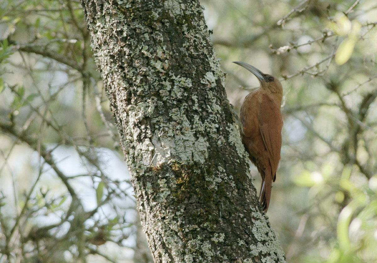 Great Rufous Woodcreeper - Giselle Mangini