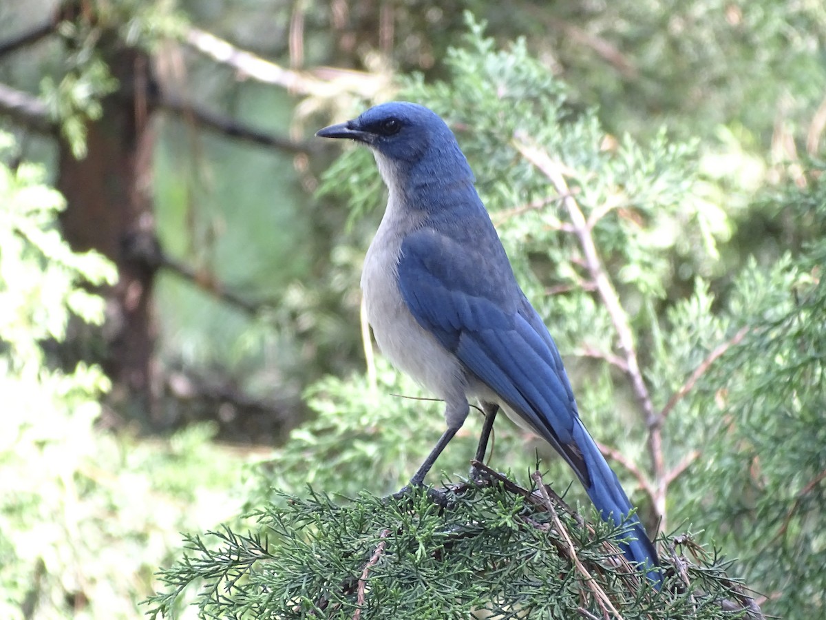 Transvolcanic Jay - Aphelocoma ultramarina - Birds of the World