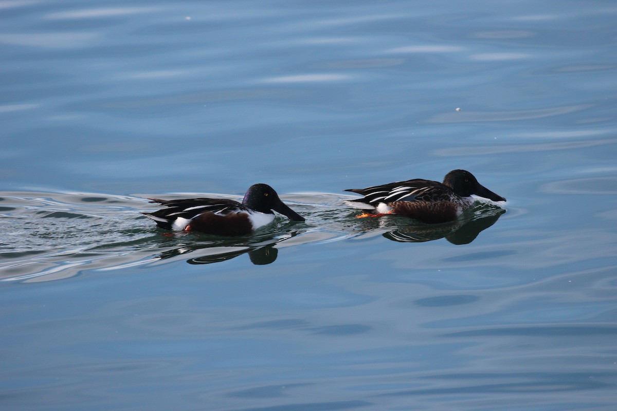 Northern Shoveler - ML191918891