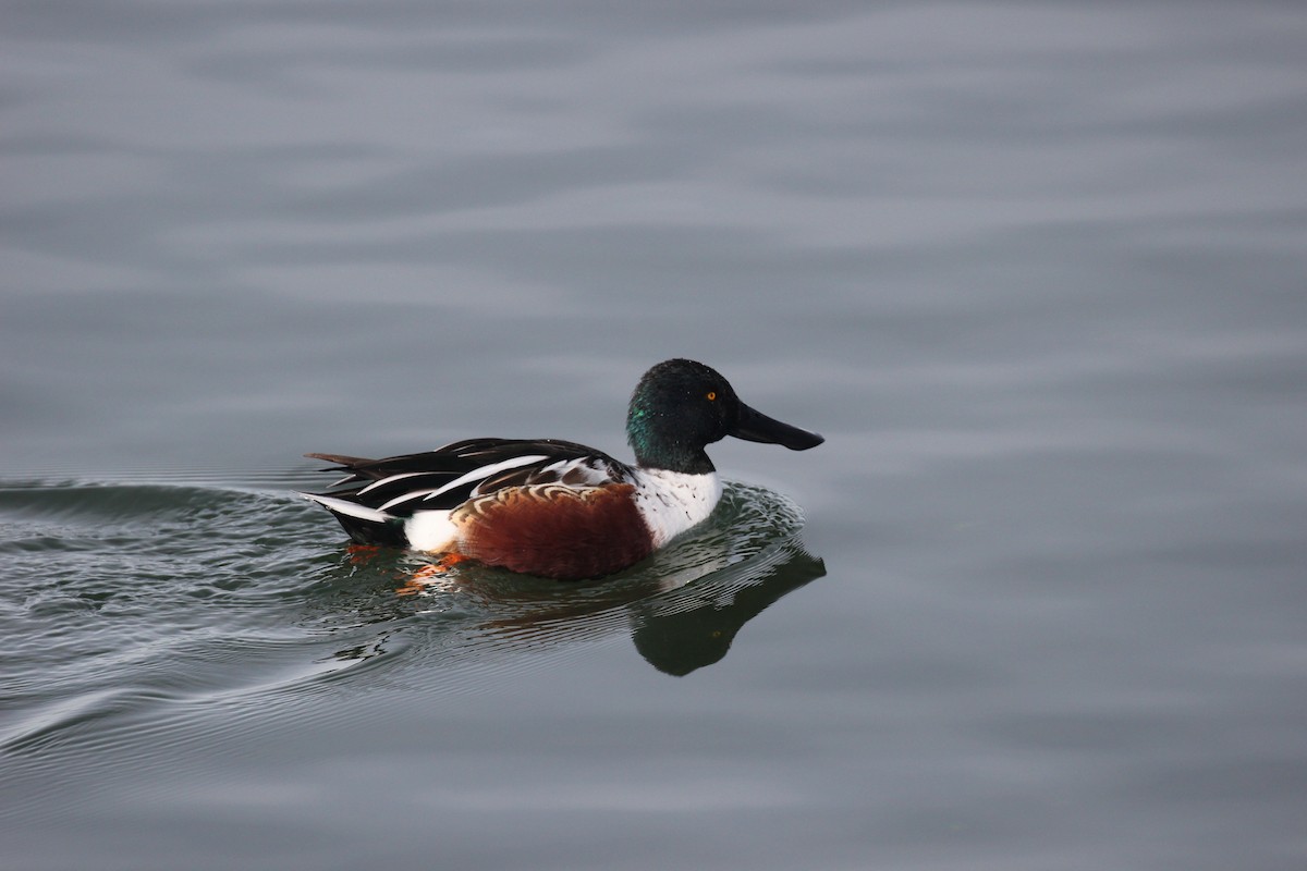 Northern Shoveler - ML191918941