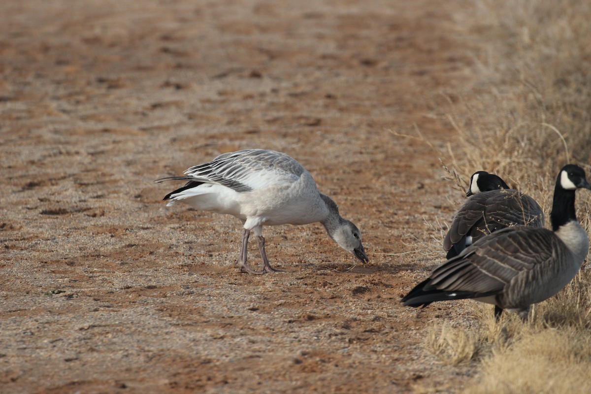 Snow Goose - ML191919421