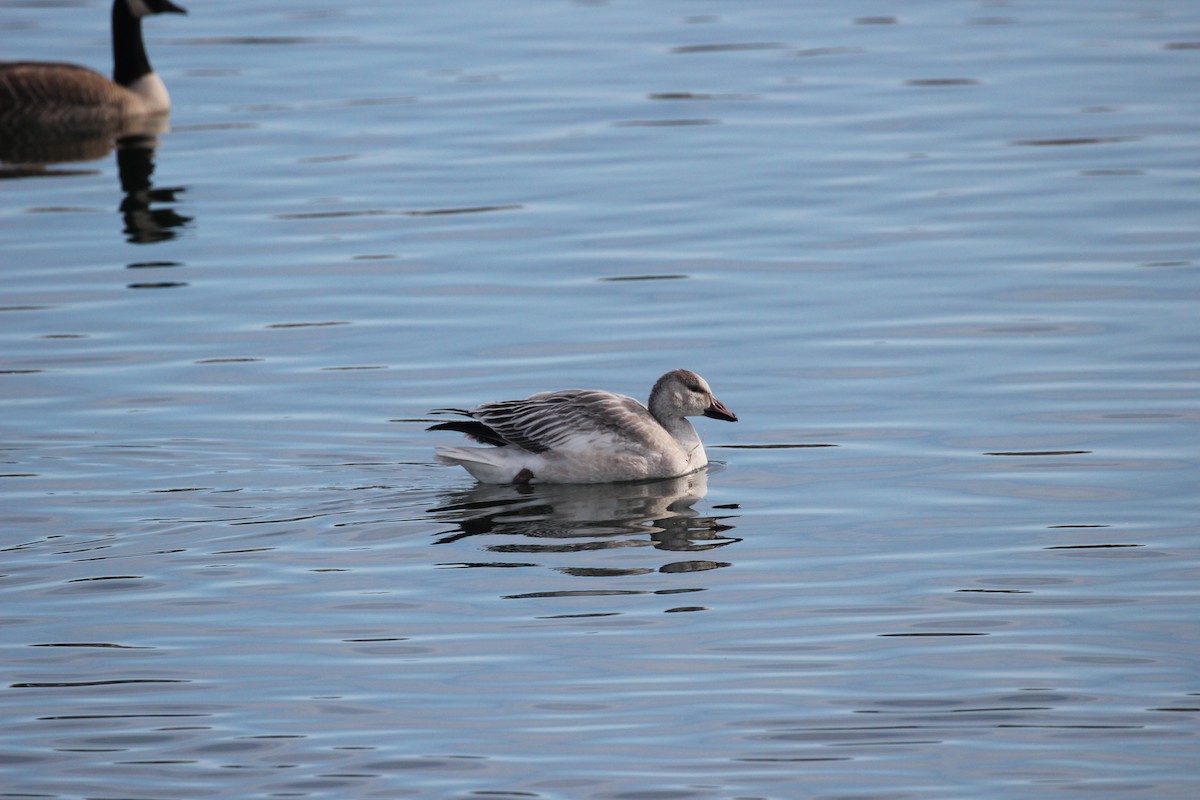 Snow Goose - ML191919461