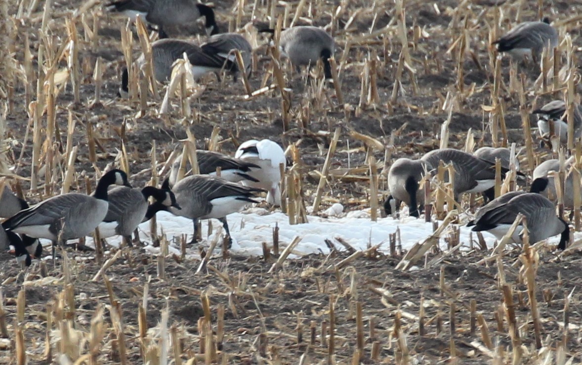 Snow Goose - ML191919901