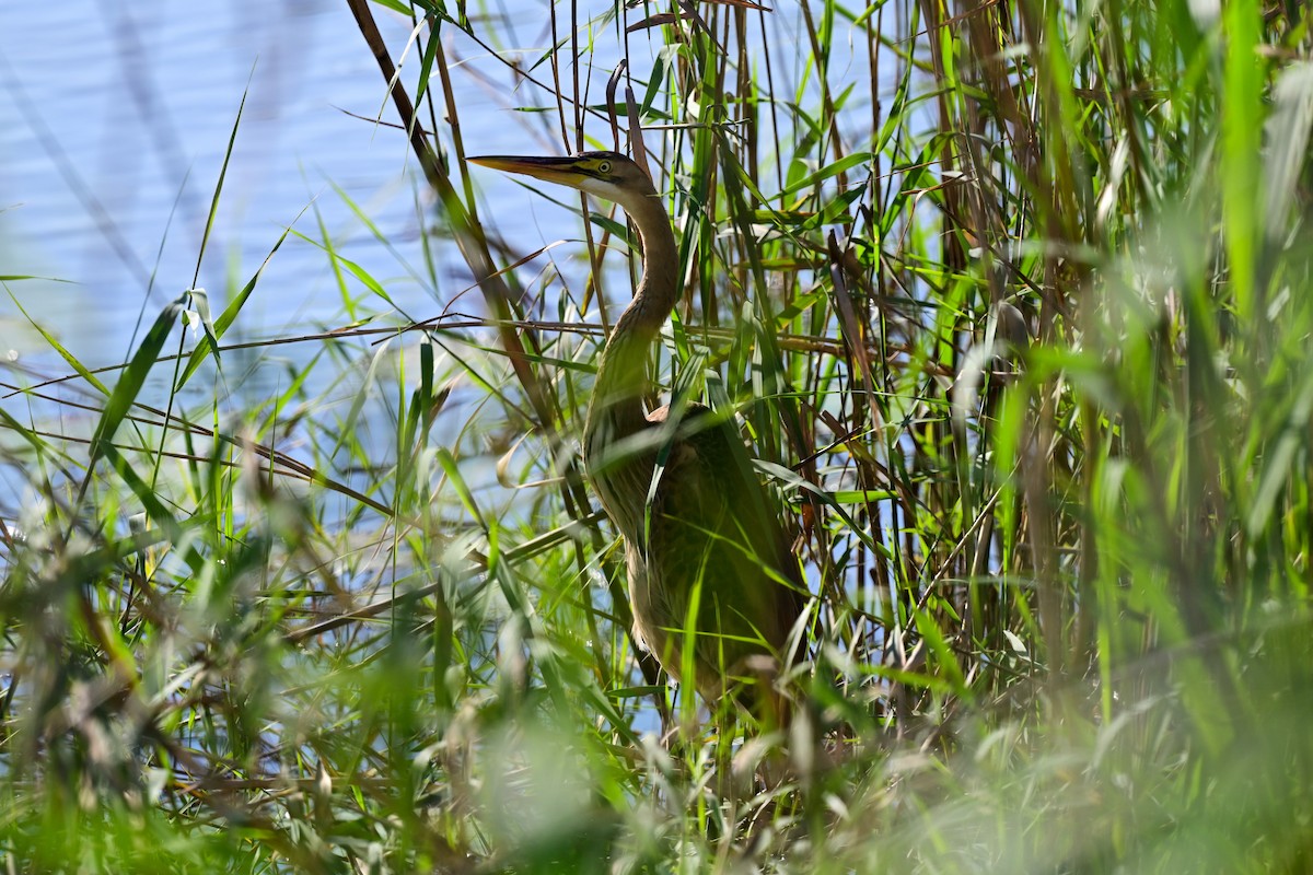 Purple Heron - ML191920351