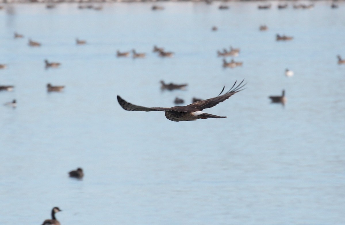 Northern Harrier - ML191921721