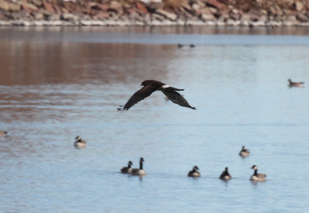 Northern Harrier - ML191921731