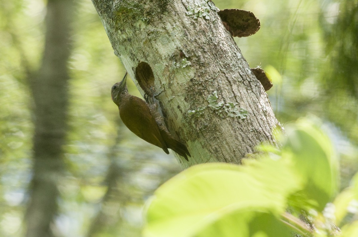 Little Woodpecker - ML191921951