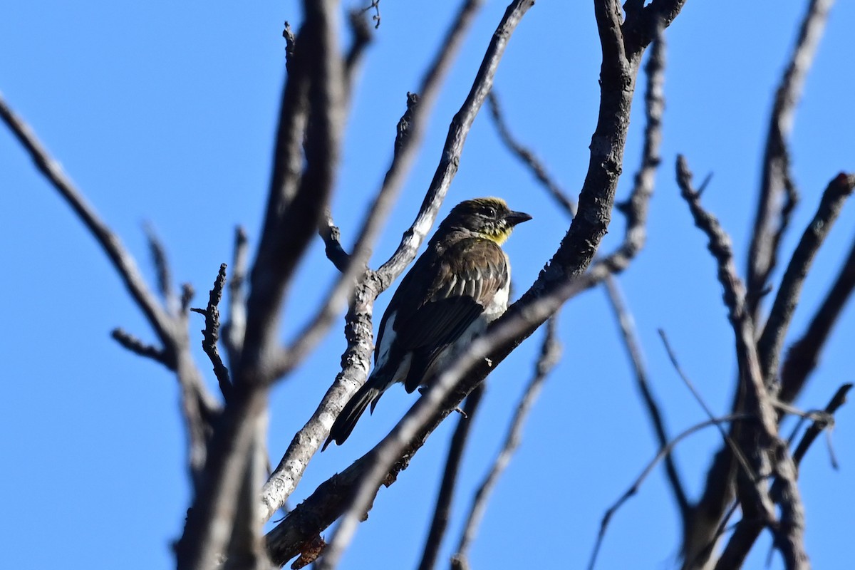 Greater Honeyguide - ML191922611