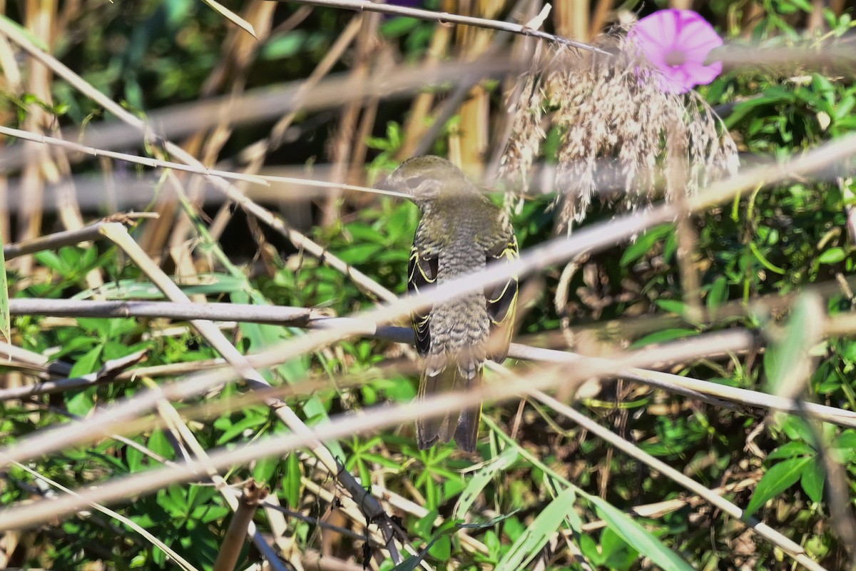 Black Cuckooshrike - ML191923291