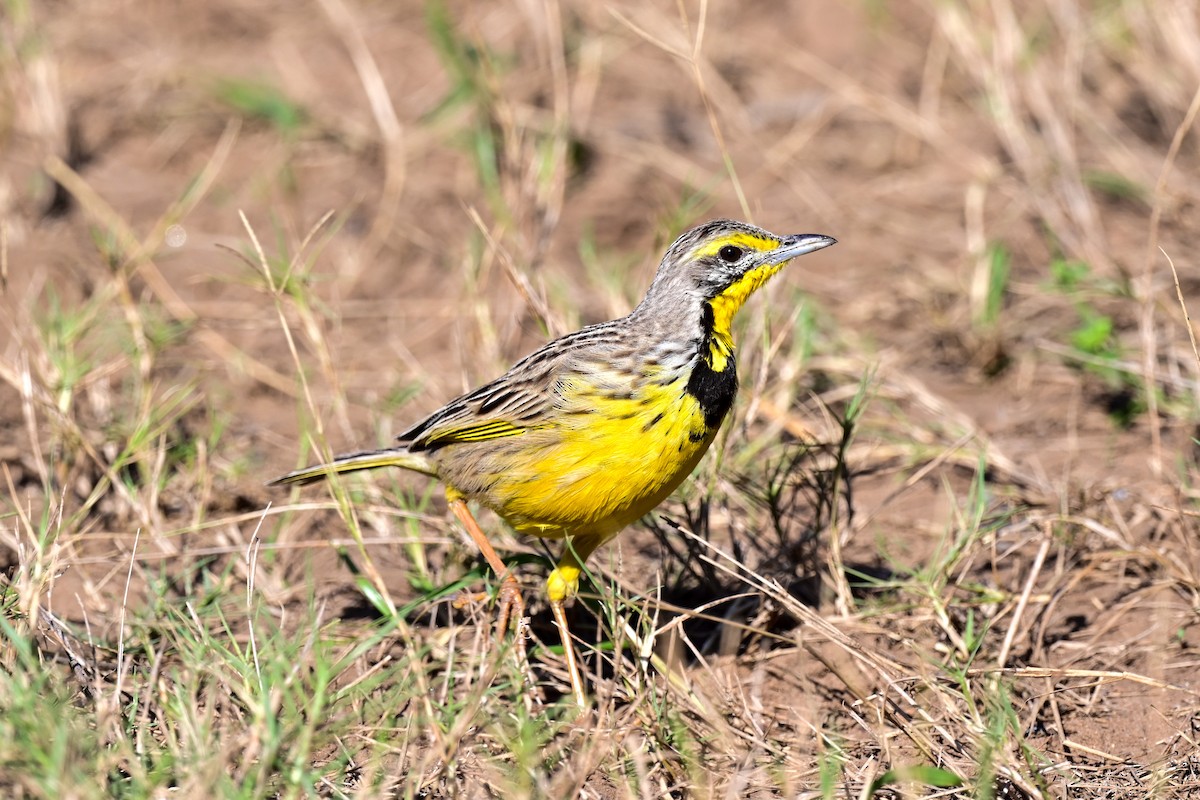 Yellow-throated Longclaw - ML191923951