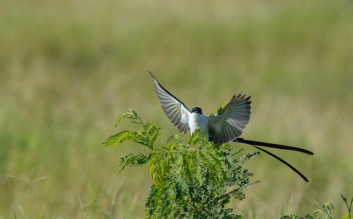 Fork-tailed Flycatcher (monachus) - ML191924251