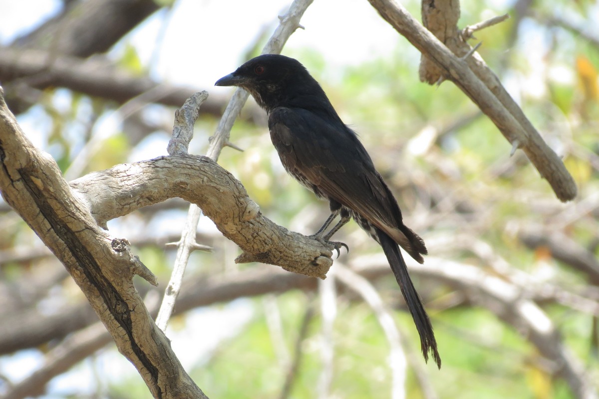 Fork-tailed Drongo (Clancey's) - ML191925251