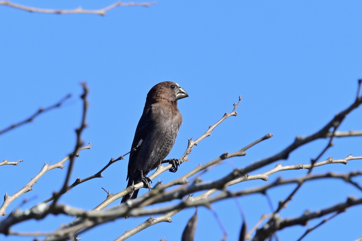 Grosbeak Weaver - ML191925621