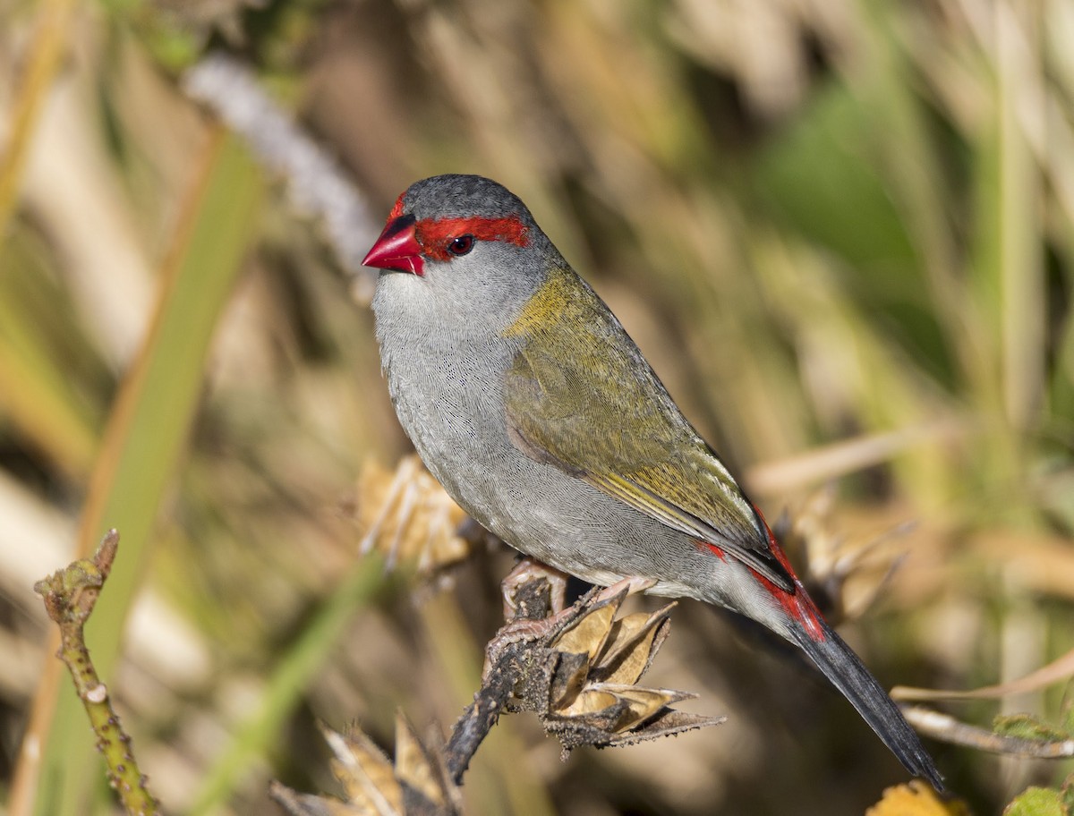 Red-browed Firetail - David Sinnott