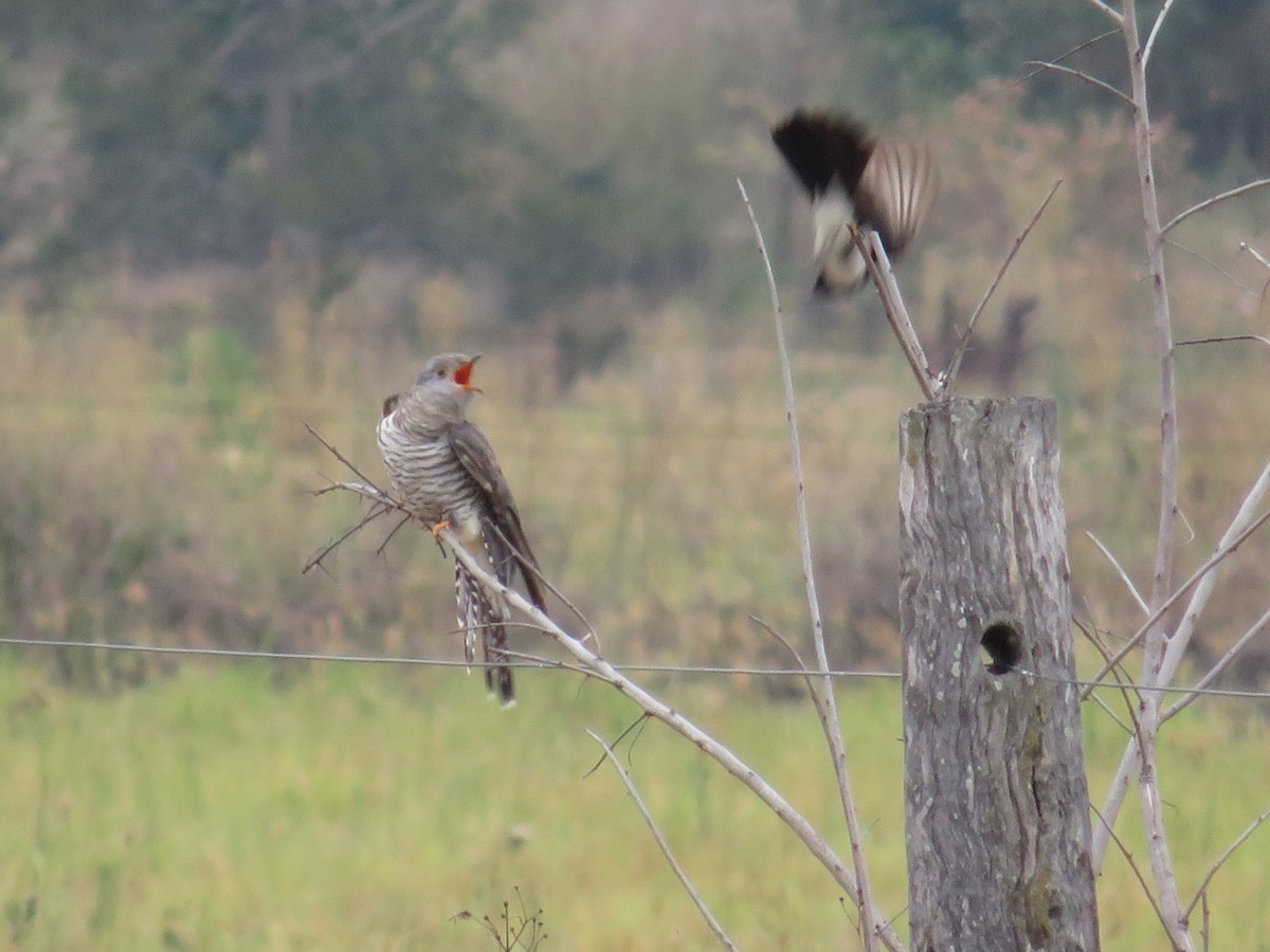Oriental Cuckoo - ML191928291