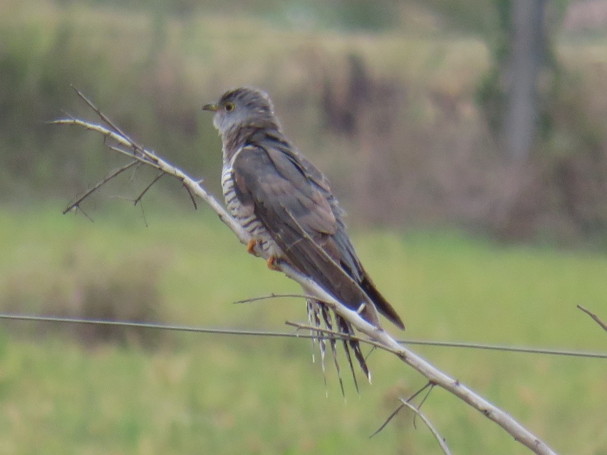 Oriental Cuckoo - ML191928341