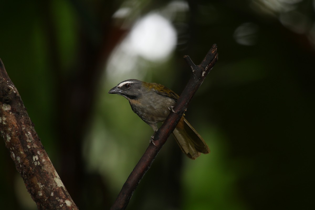 Buff-throated Saltator - ML191928701