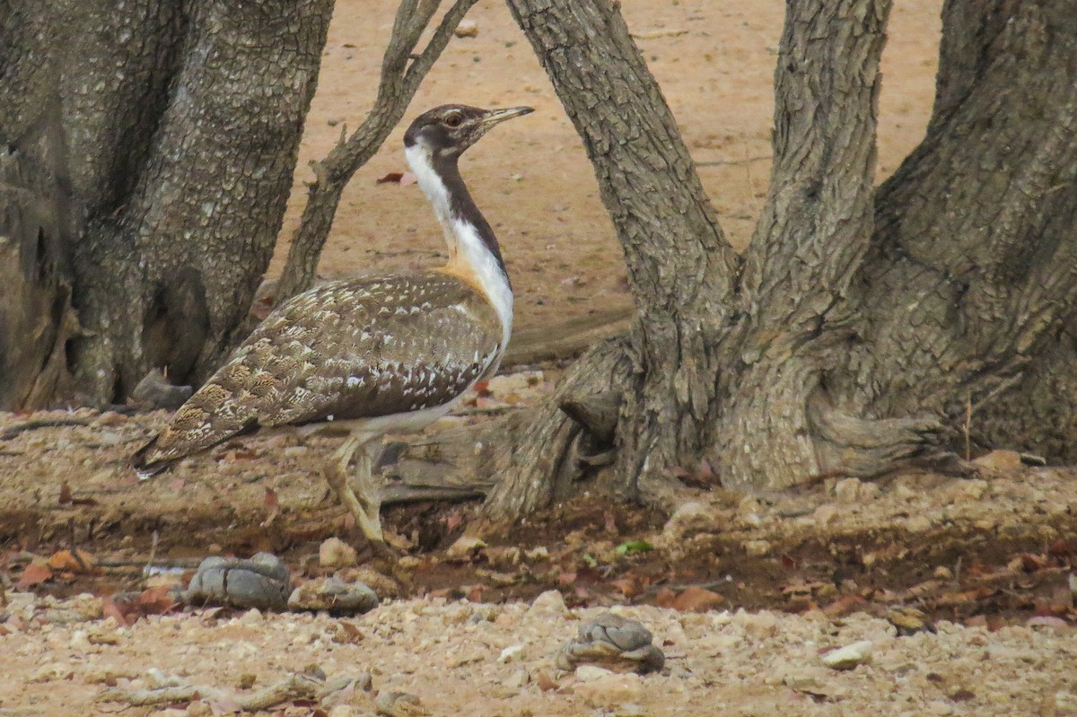 Ludwig's Bustard - ML191929061