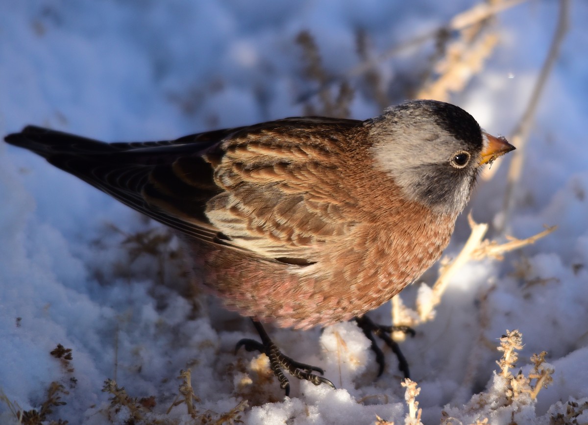 Gray-crowned Rosy-Finch - ML191929311