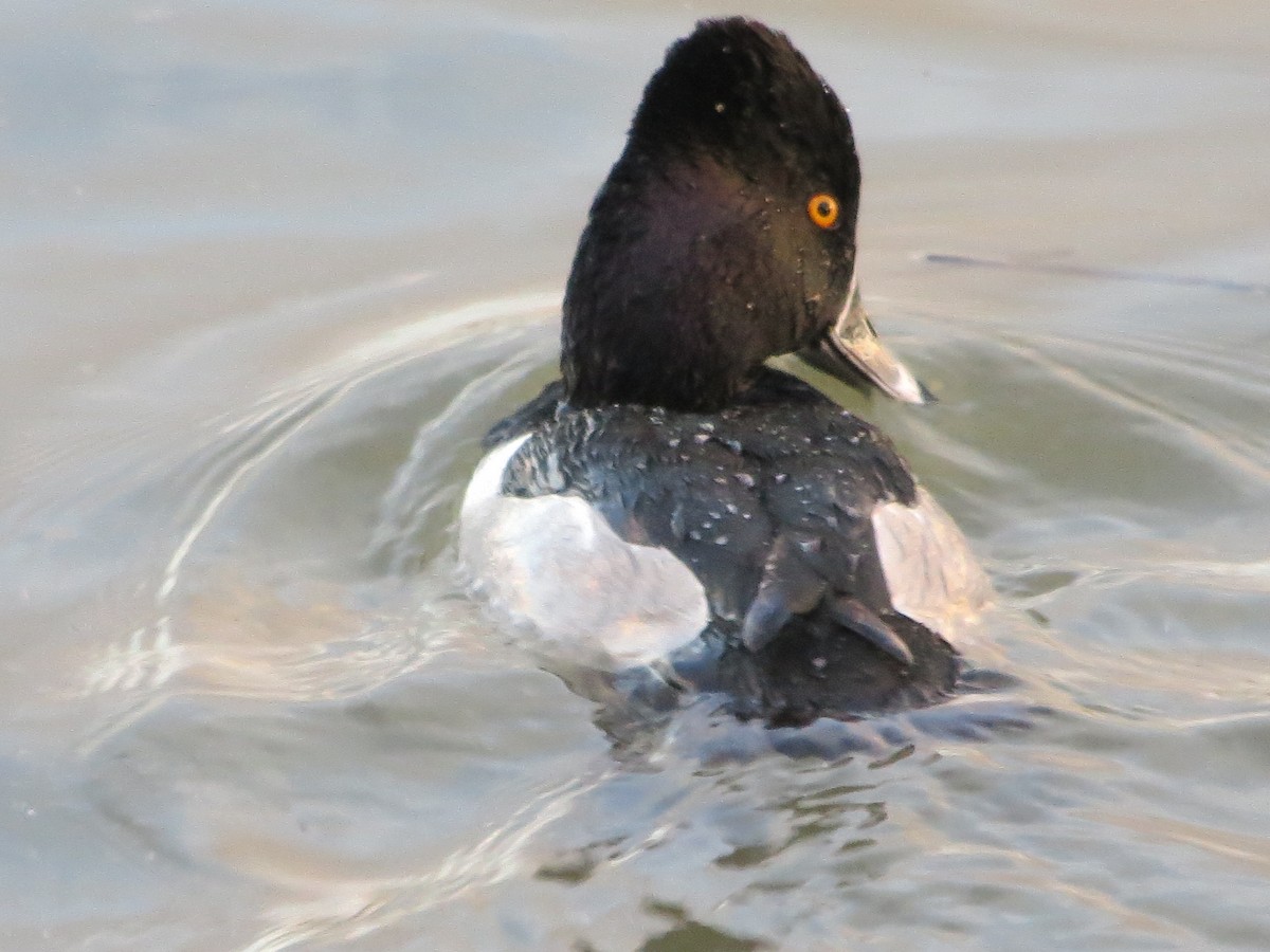 Ring-necked Duck - ML191929501