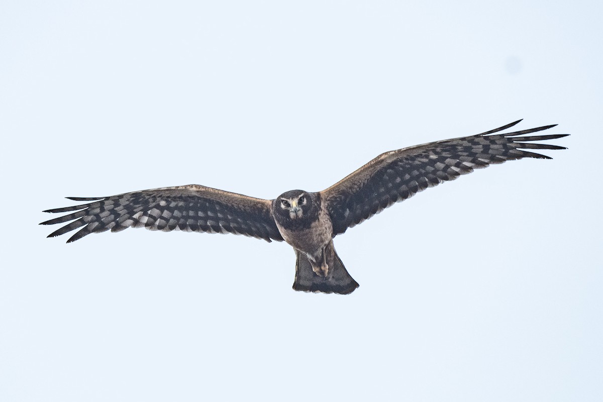 Northern Harrier - Susan Teefy