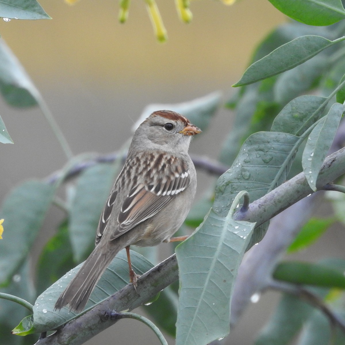 White-crowned Sparrow - ML191932741