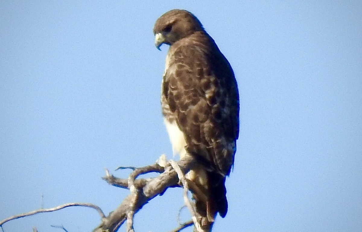 Red-tailed Hawk - ML191934321