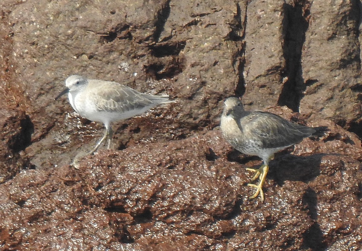 Red Knot - ML191934631