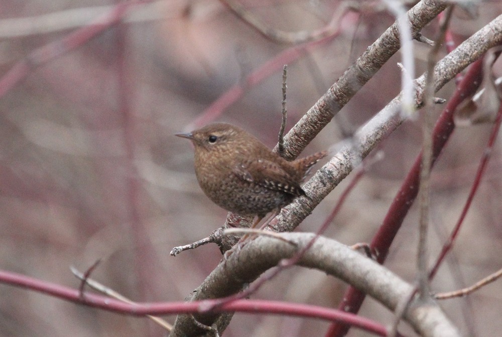 Winter Wren - ML191935301