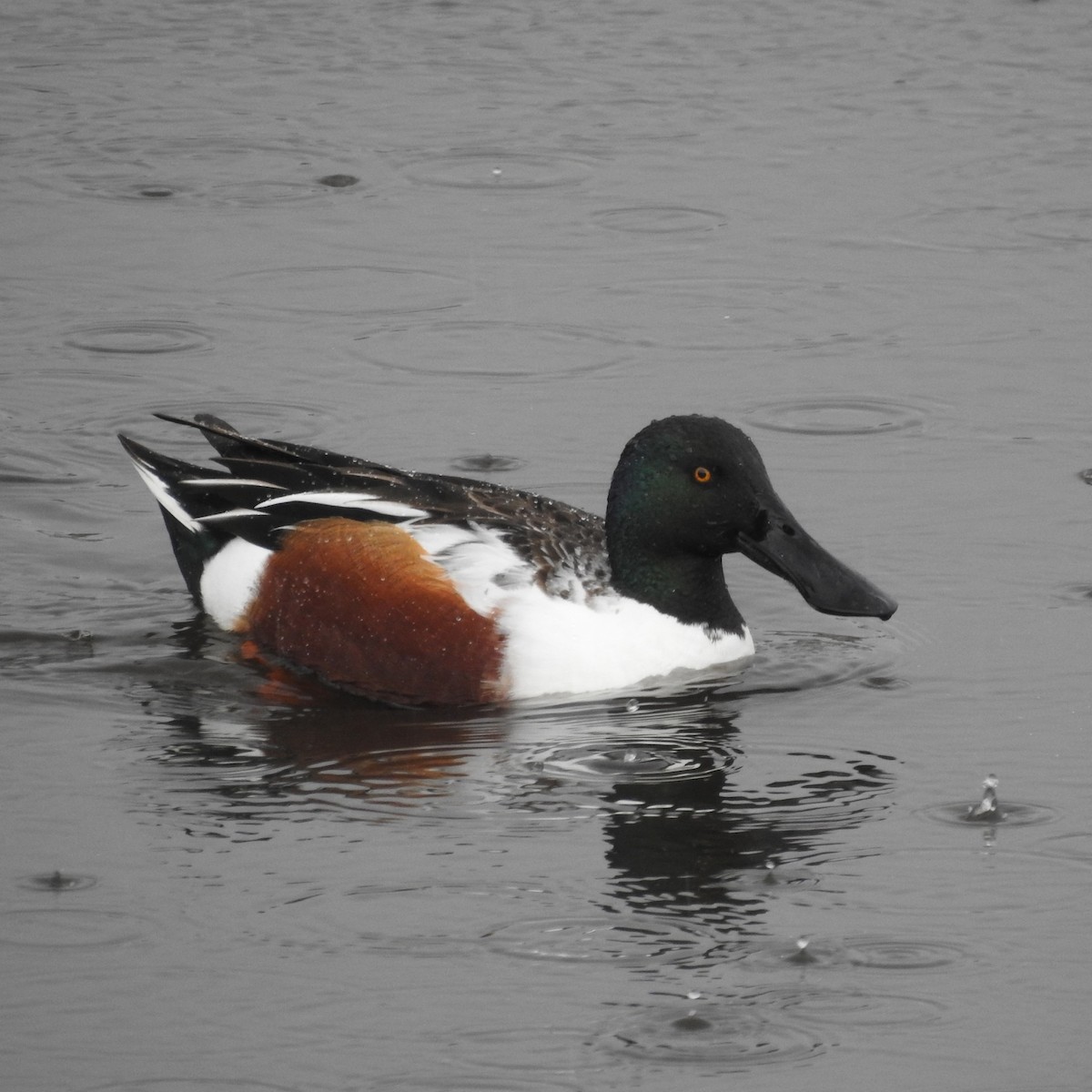 Northern Shoveler - Michelle Haglund