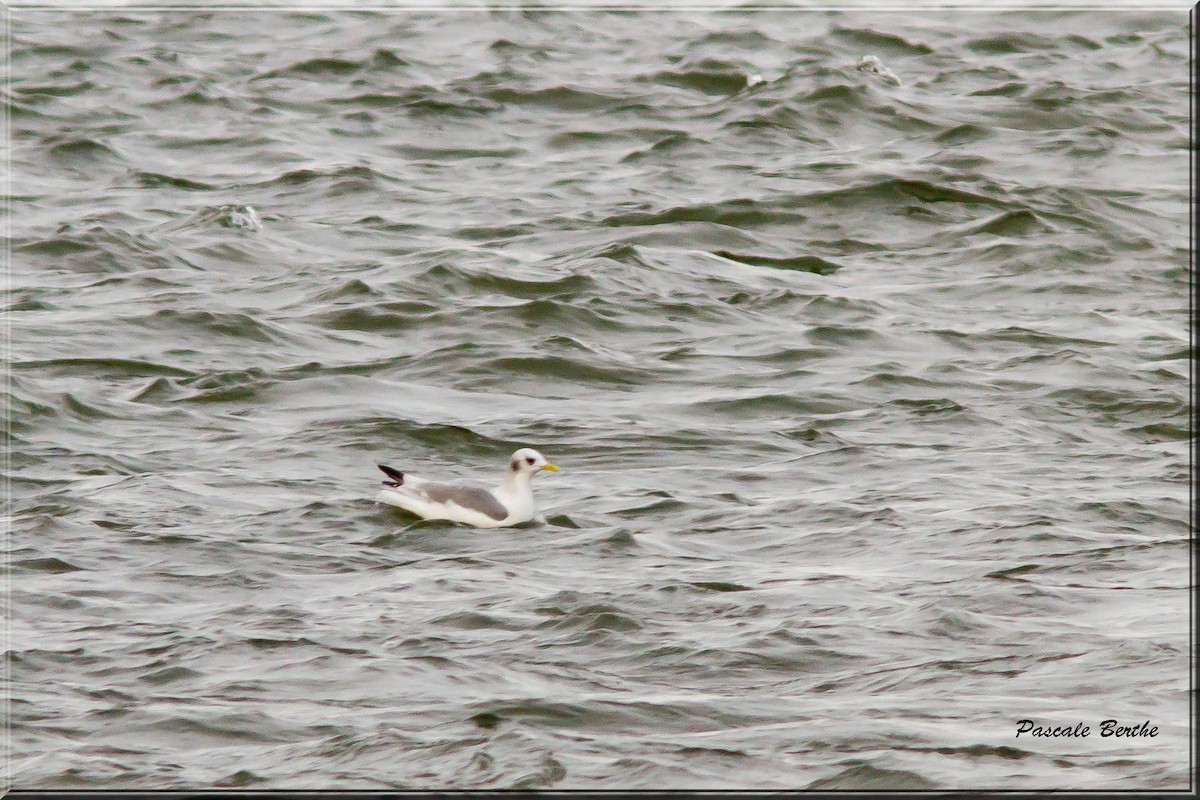 Mouette tridactyle - ML191935371