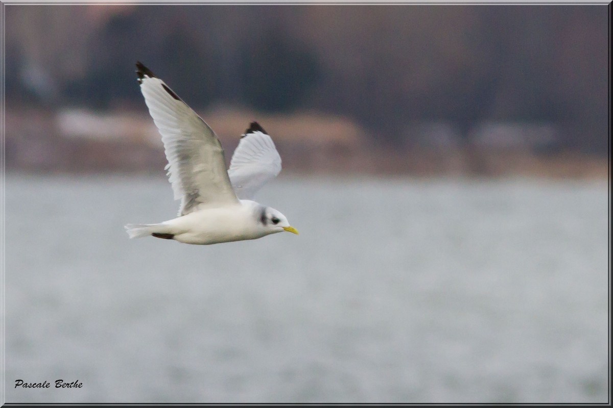 Mouette tridactyle - ML191935501