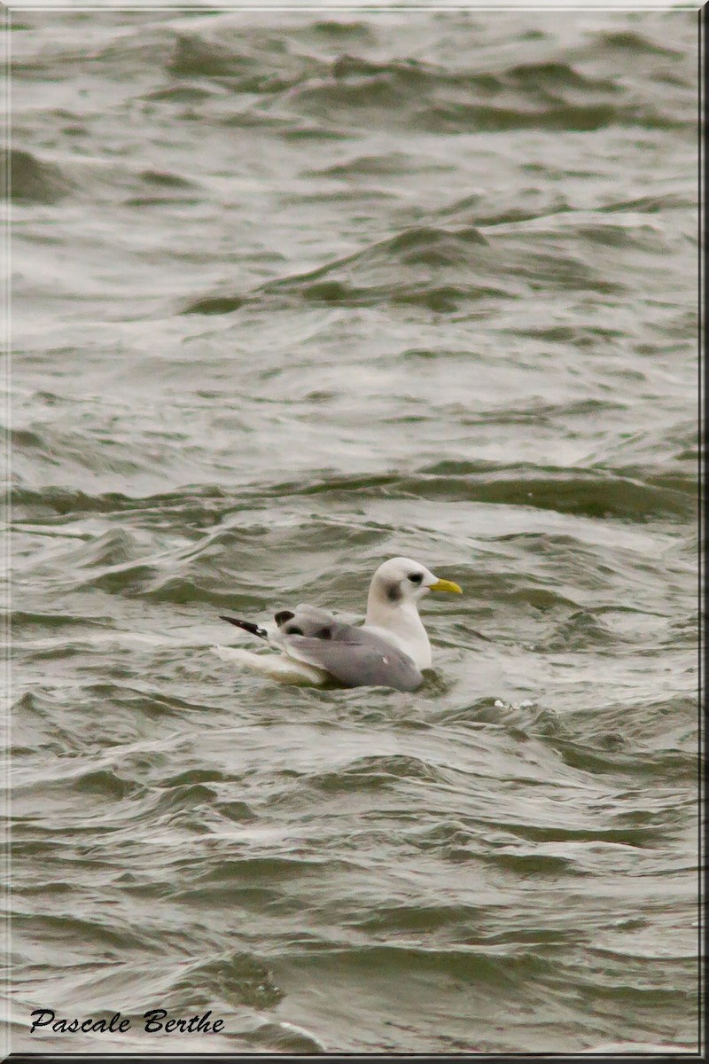 Mouette tridactyle - ML191935541