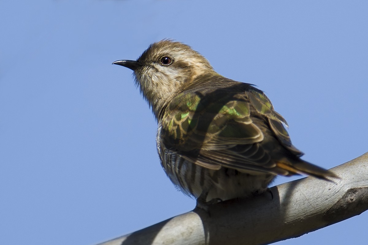 Horsfield's Bronze-Cuckoo - ML191936921