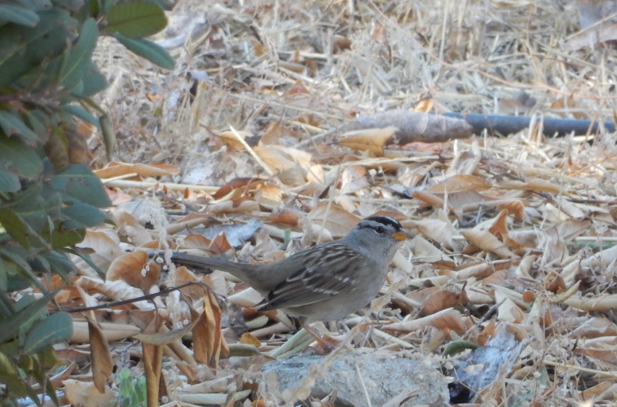 White-crowned Sparrow - ML191938661