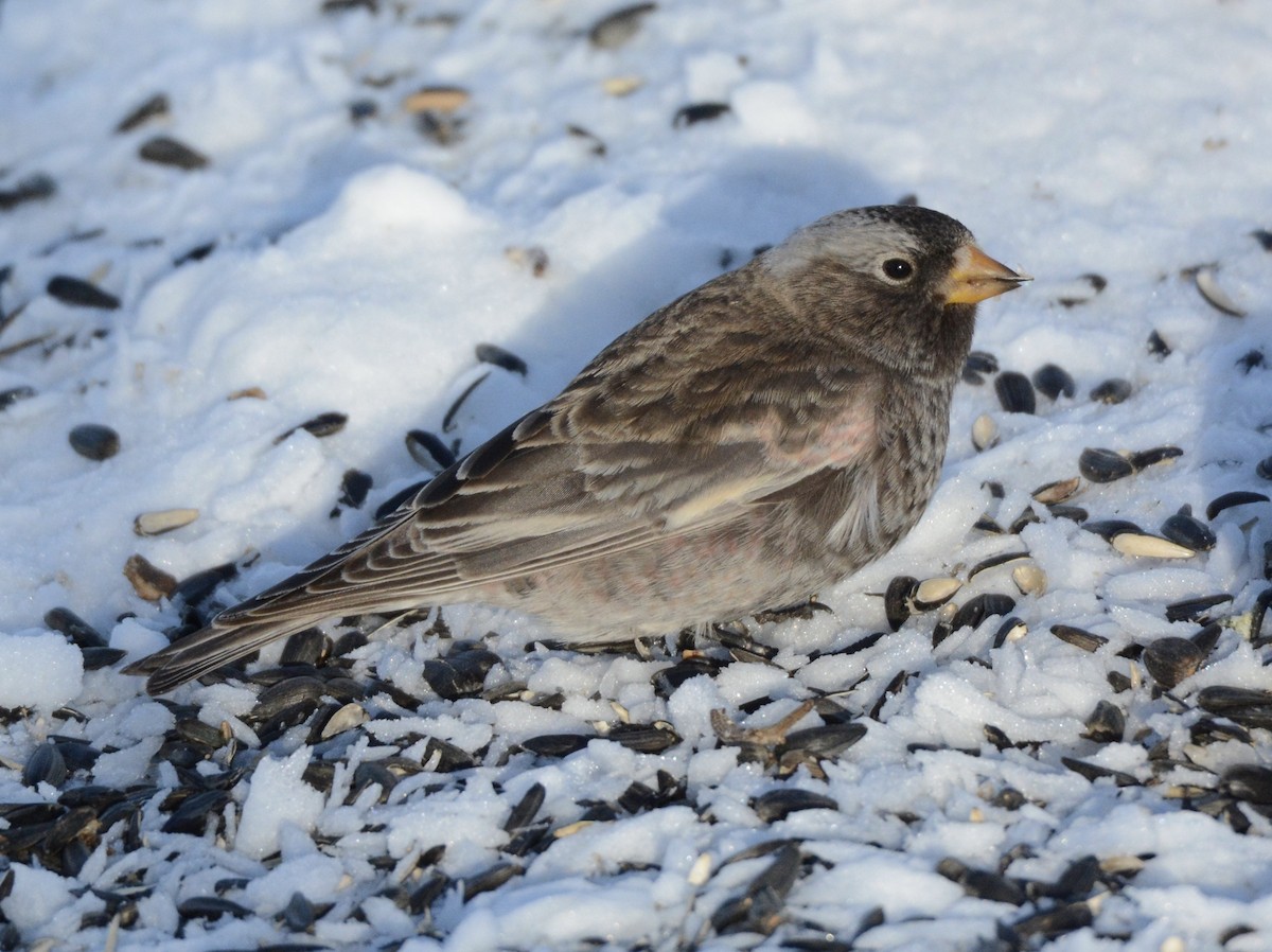 Black Rosy-Finch - ML191938771