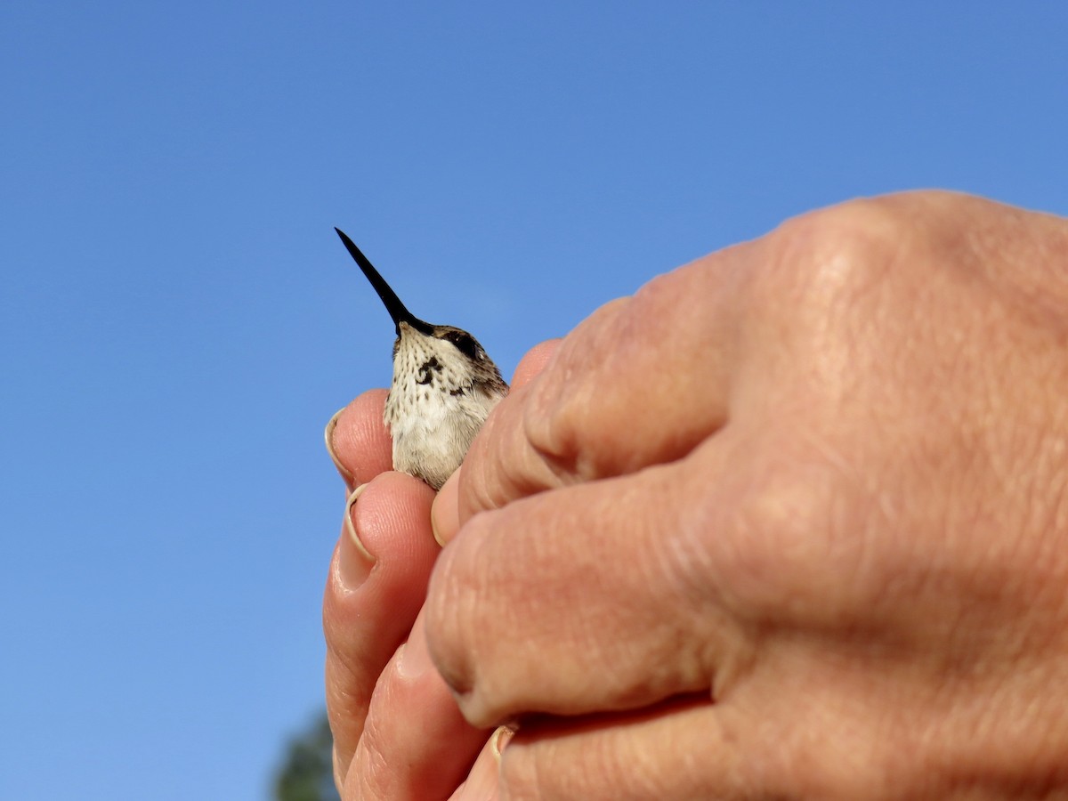 Black-chinned Hummingbird - ML191938881