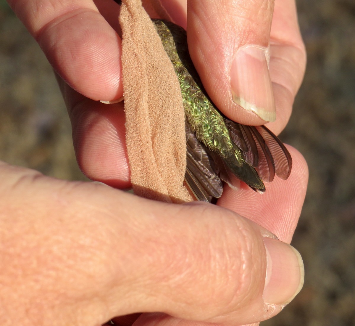 Black-chinned Hummingbird - ML191938901