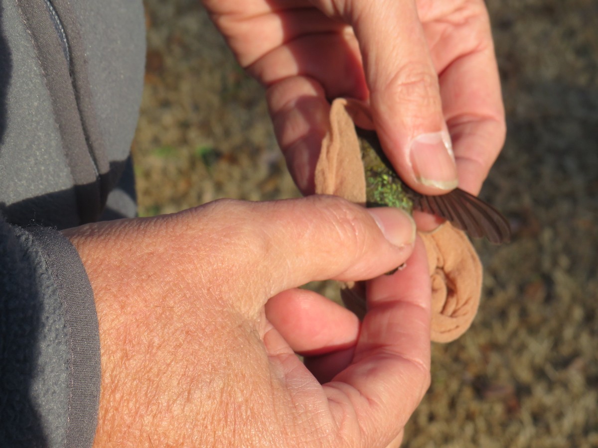 Black-chinned Hummingbird - ML191938911