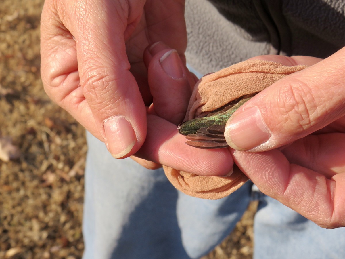 Black-chinned Hummingbird - ML191938941
