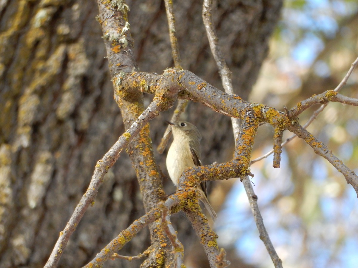 Ruby-crowned Kinglet - ML191938981