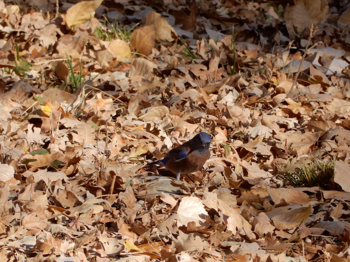 Western Bluebird - ML191939041