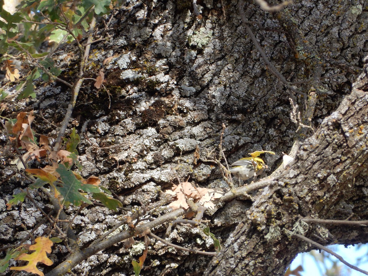 Townsend's Warbler - ML191939131