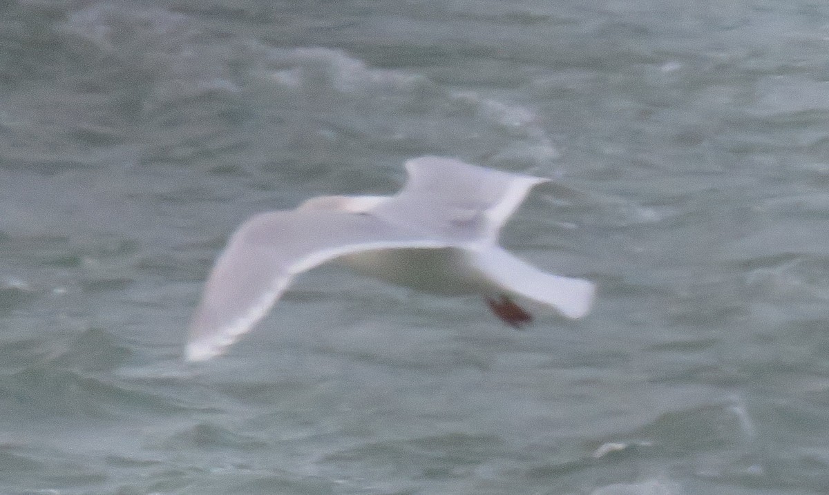 Gaviota Groenlandesa (kumlieni) - ML191939171