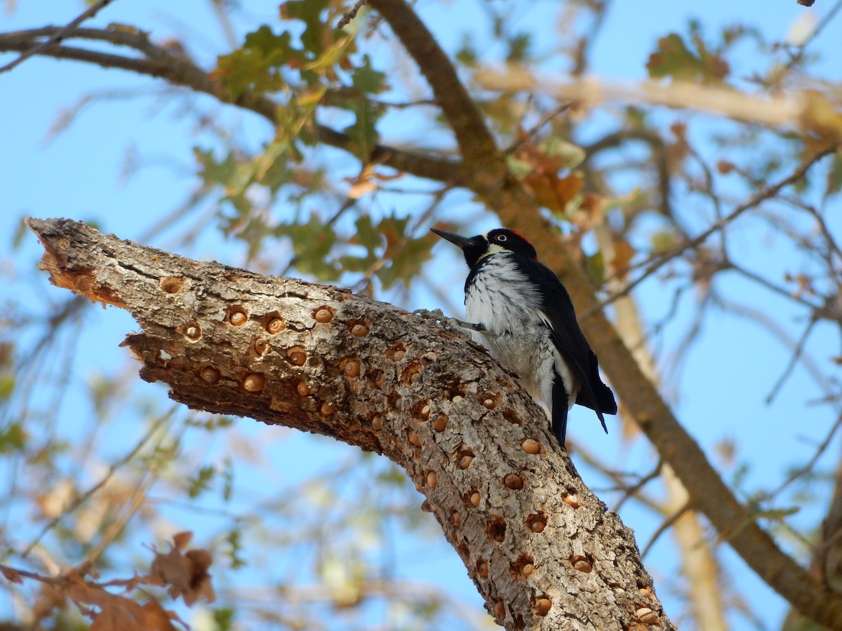 Acorn Woodpecker - ML191939481