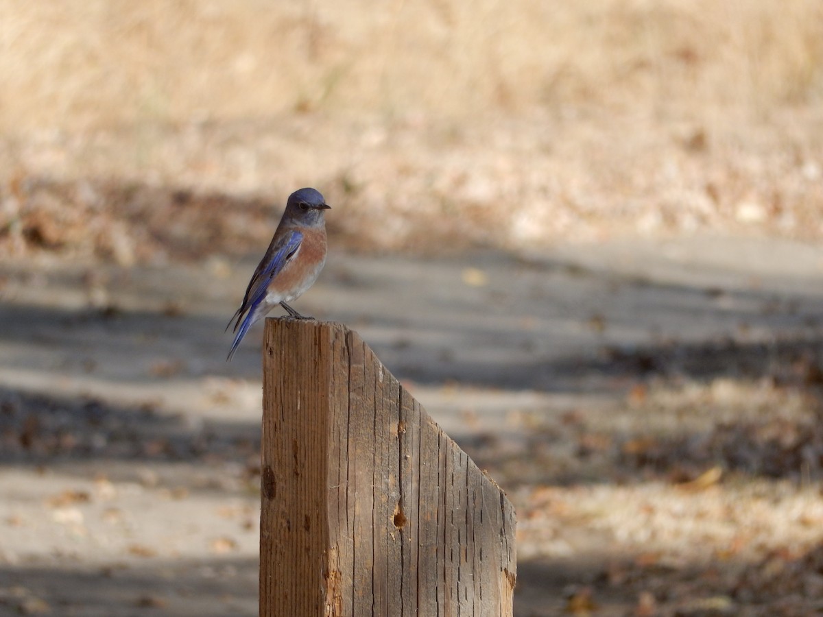 Western Bluebird - ML191939671